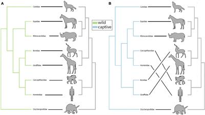 Robustness of Mammalian Gut Microbiota to Humanization in <mark class="highlighted">Captivity</mark>